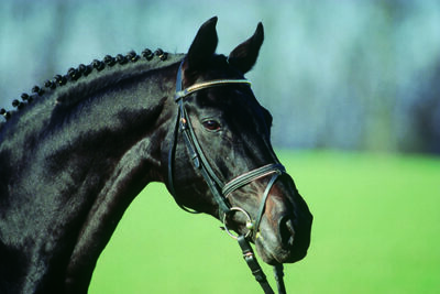 heraldik